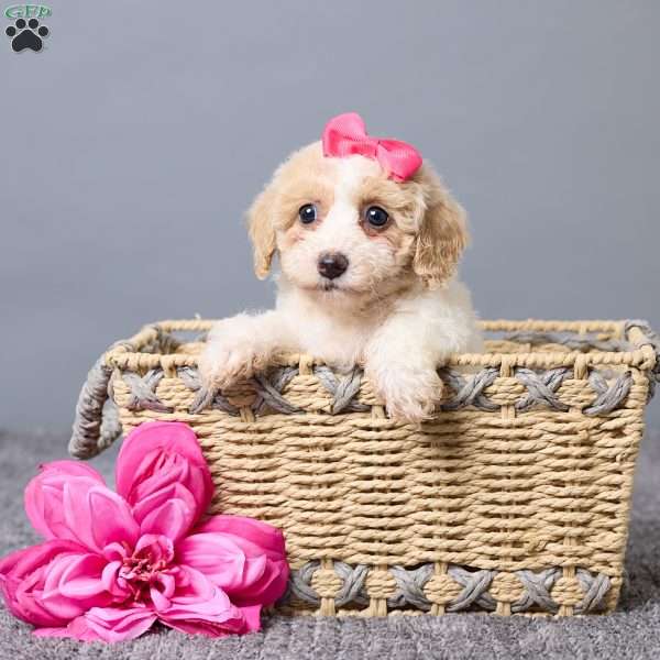 Kate, Bich-Poo Puppy